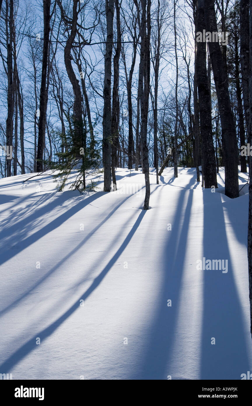 Trees cast long shadows across the snow in a forest near Big Bay ...