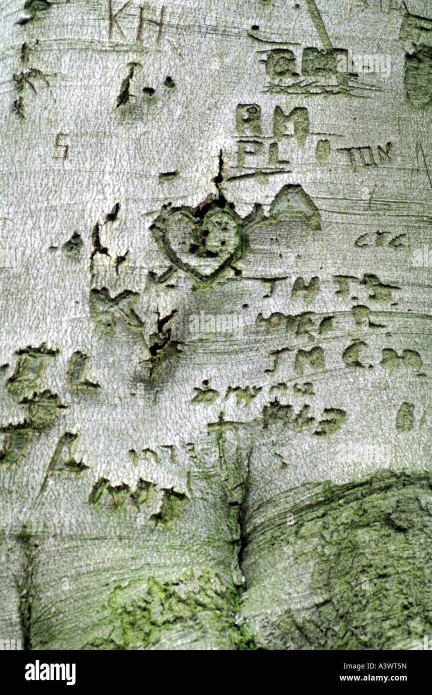 names carved into tree trunk Stock Photo Alamy