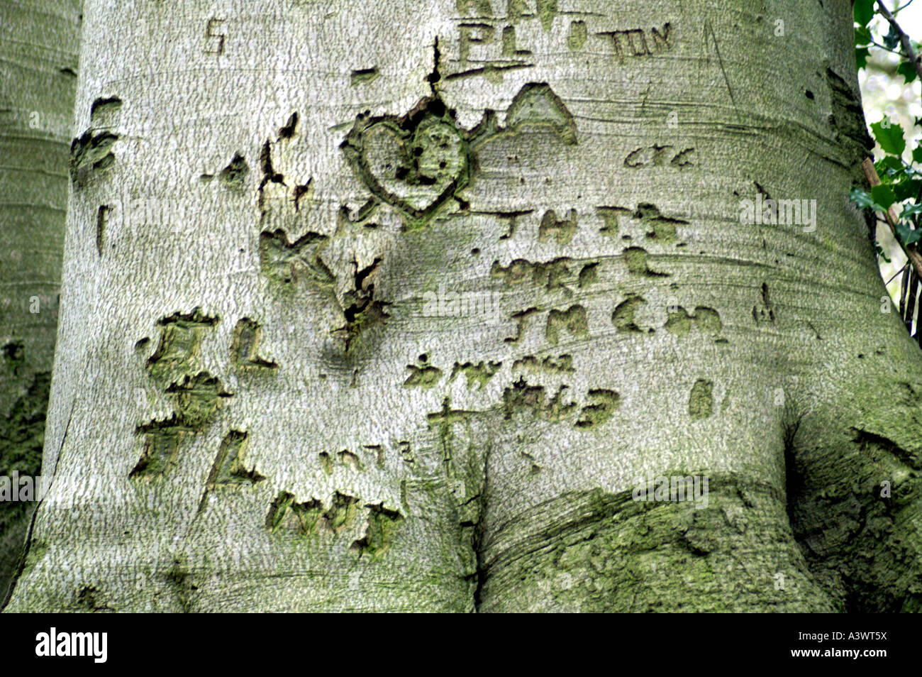 names carved into tree trunk Stock Photo Alamy