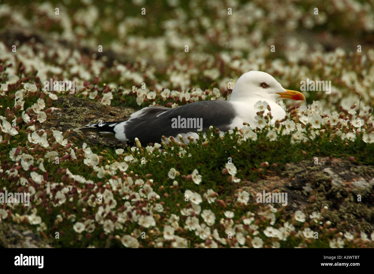 Lesser Black backed Gull Larus fuscus Skomer Island United Kingdom Stock Photo