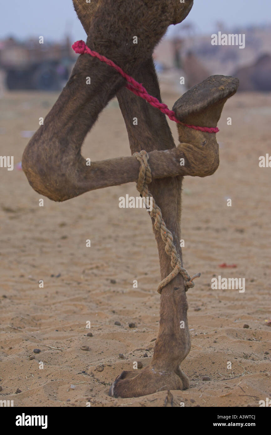 A camel tied up to prevent movement. India Stock Photo