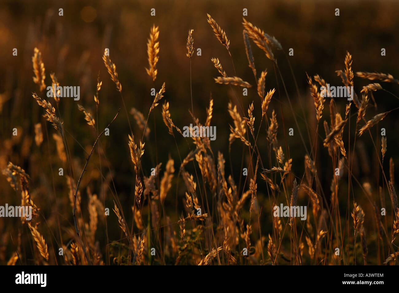 Back lit grass Pembrokeshire Wales United Kingdom Stock Photo