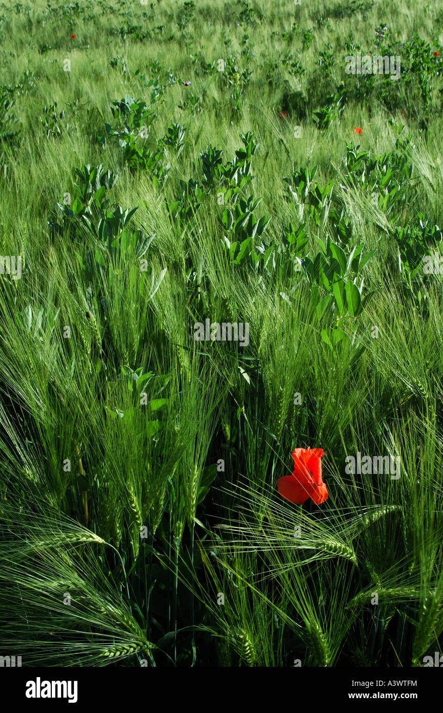 Field Poppy Papaver rhoeas Italy Stock Photo