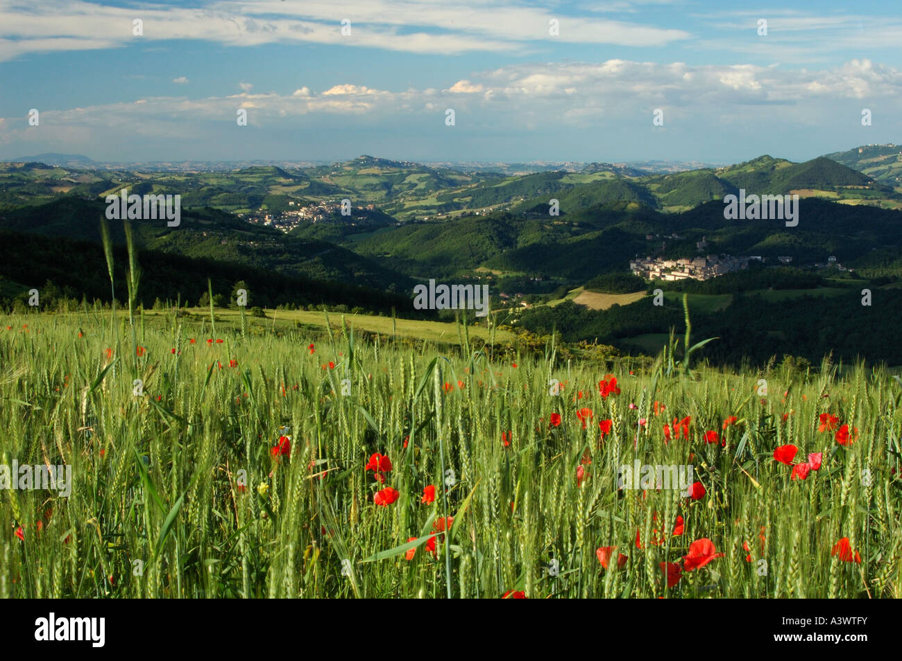 Field Poppy Papaver rhoeas Italy Stock Photo