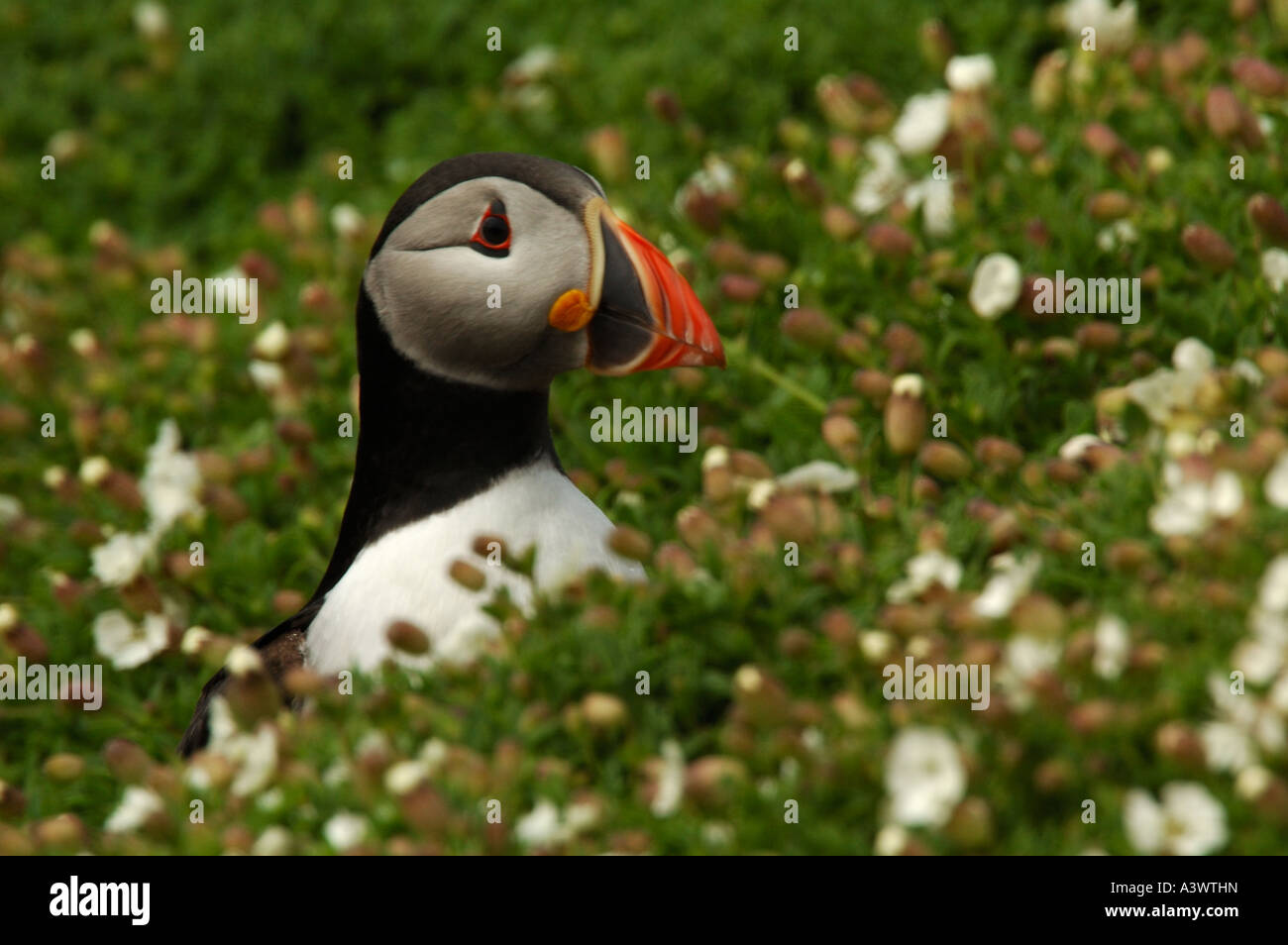 Puffin Fratercula arctica amongst sea campion flowers Skomer Island United Kingdom Stock Photo