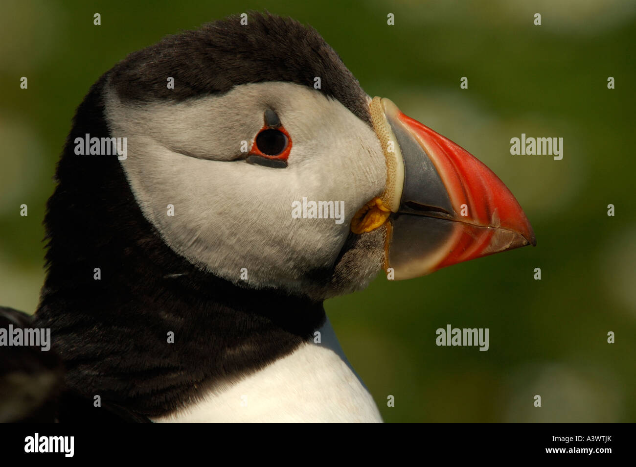 Puffin Fratercula arctica Pembrokeshire Wales United Kingdom Stock Photo