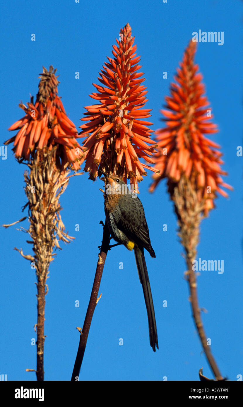 Gurney s Sugarbird on aloes Nectarinia afra K Natal South Africa Stock Photo