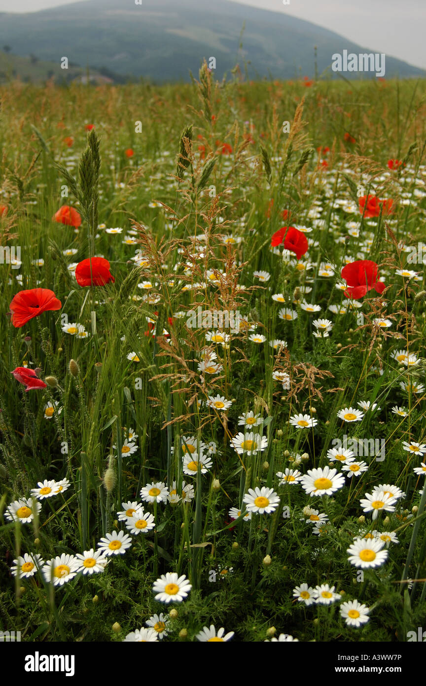 Corn Chamomille Field Poppy Anthemis arvensis Papaver rhoeas Italy Stock Photo