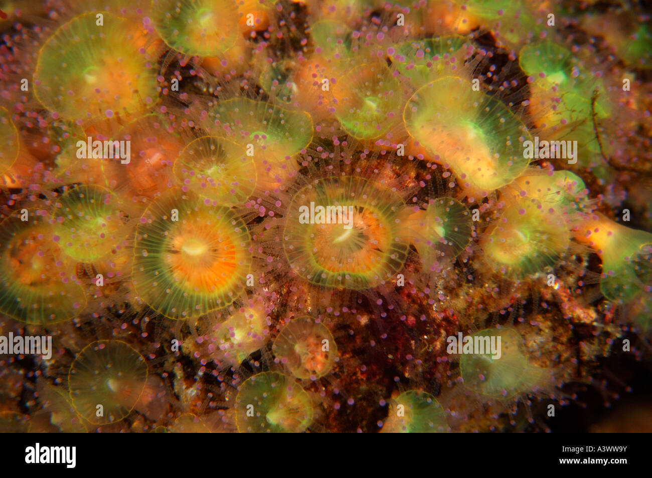 Jewel Anenome Corynactis viridis Common in clear temperate seas Found around South West UK Stock Photo