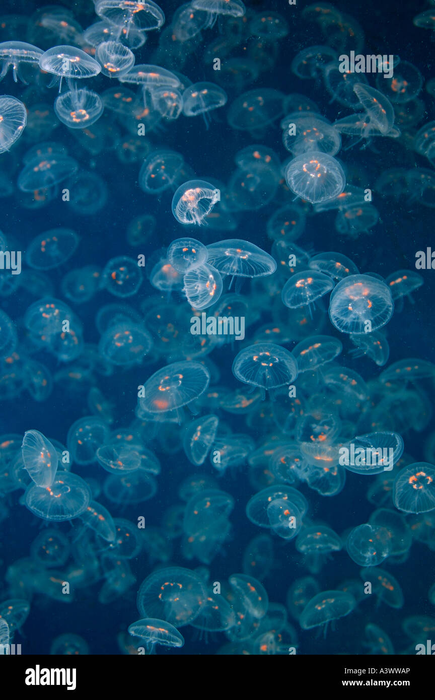 Moon Jellyfish Aurelia aurita Found world wide Stock Photo