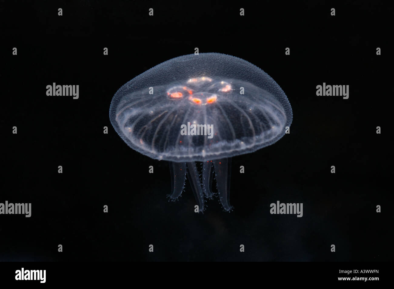 Moon Jellyfish Aurelia aurita Found world wide Stock Photo