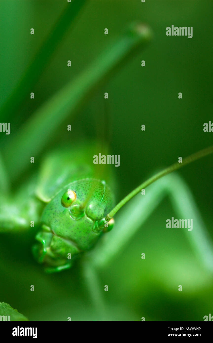 False Katydids Isophya pyrenea Italy Stock Photo