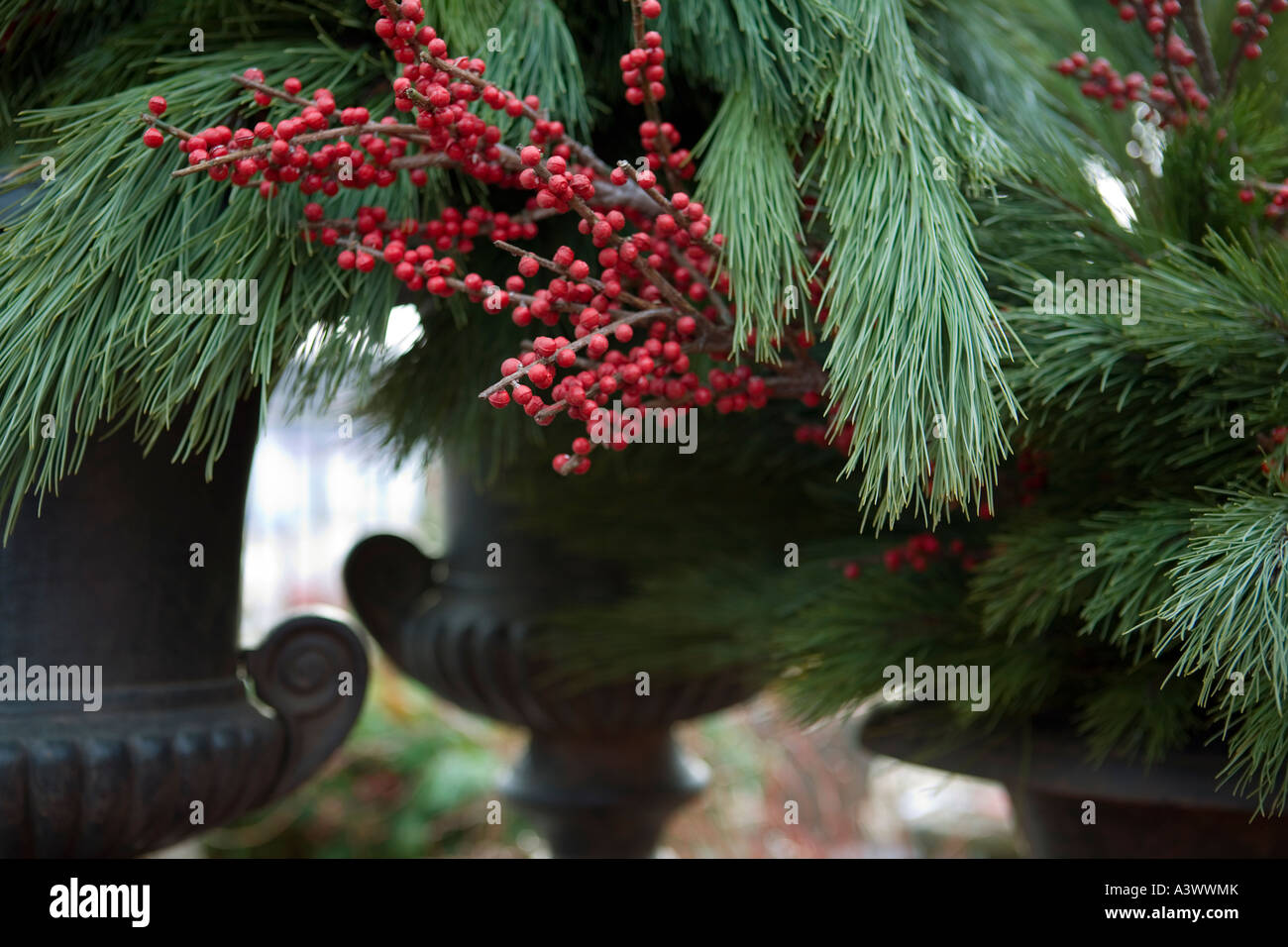 Garden urns filled with pine branches and winter berries Stock Photo