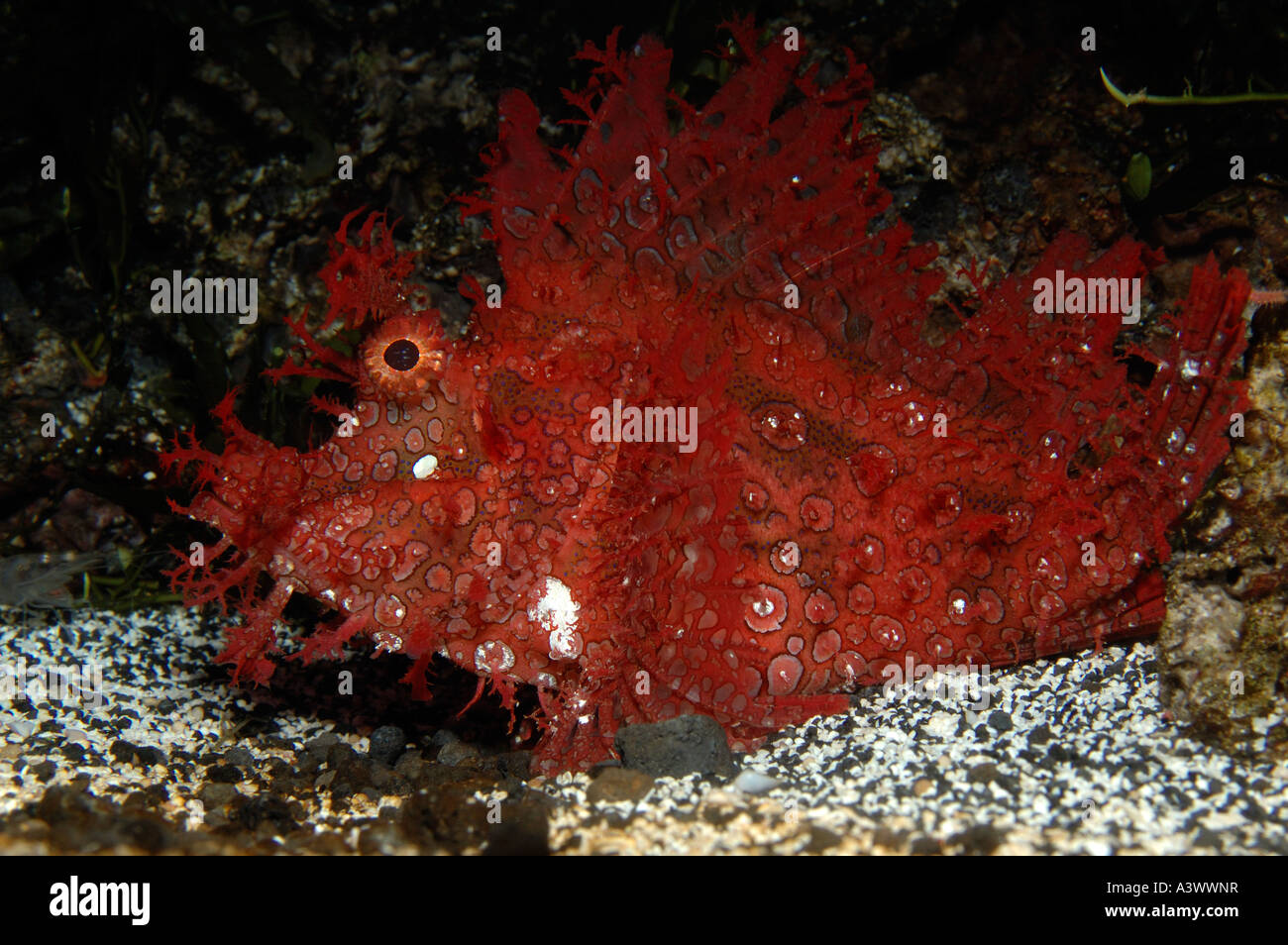 Weedy Scorpionfish Rhinopias frondosa Indo Pacific Stock Photo