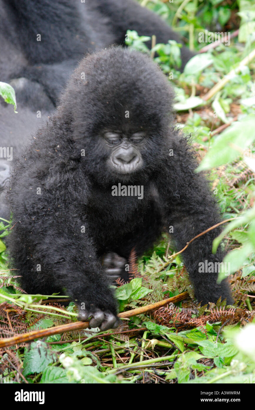 Gorilla gorilla gorilla beringei Volcanoes National Park Rwanda baby in forest looking at camera Africa Stock Photo