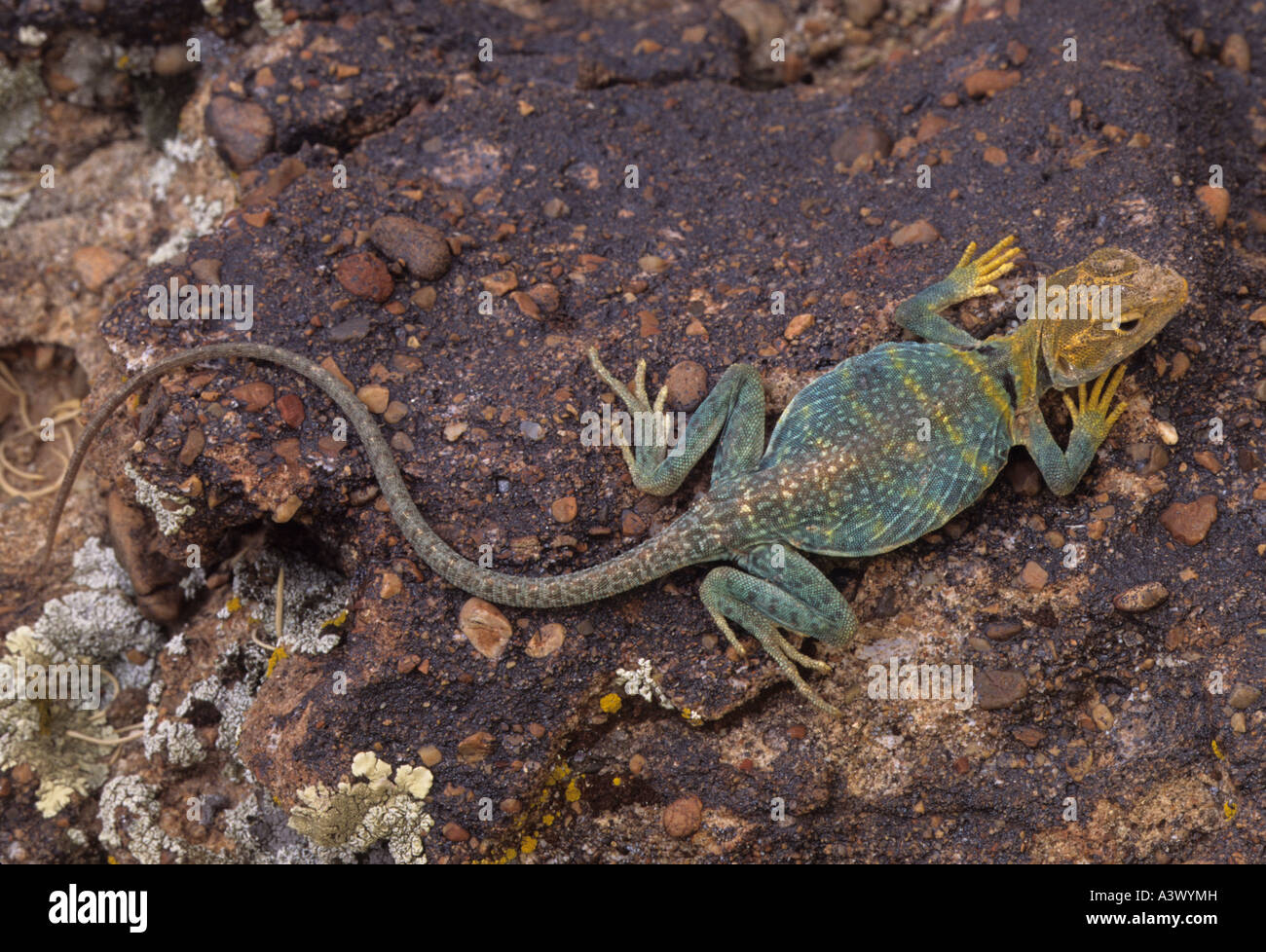 Common collared lizards hires stock photography and images Alamy