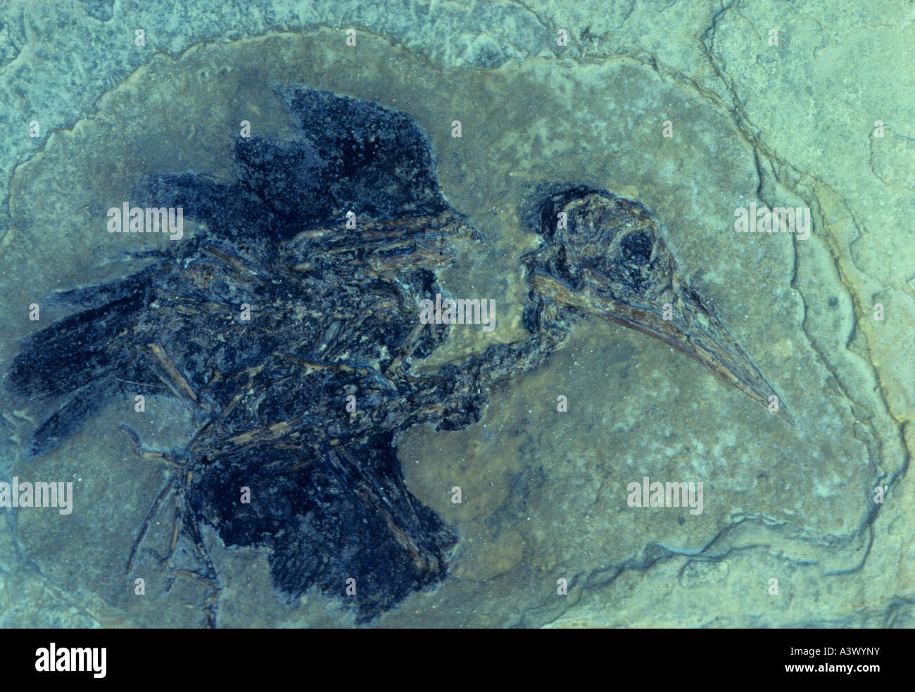 Fossil Kingfisher bird. Oligocene. Provence, France Stock Photo Alamy