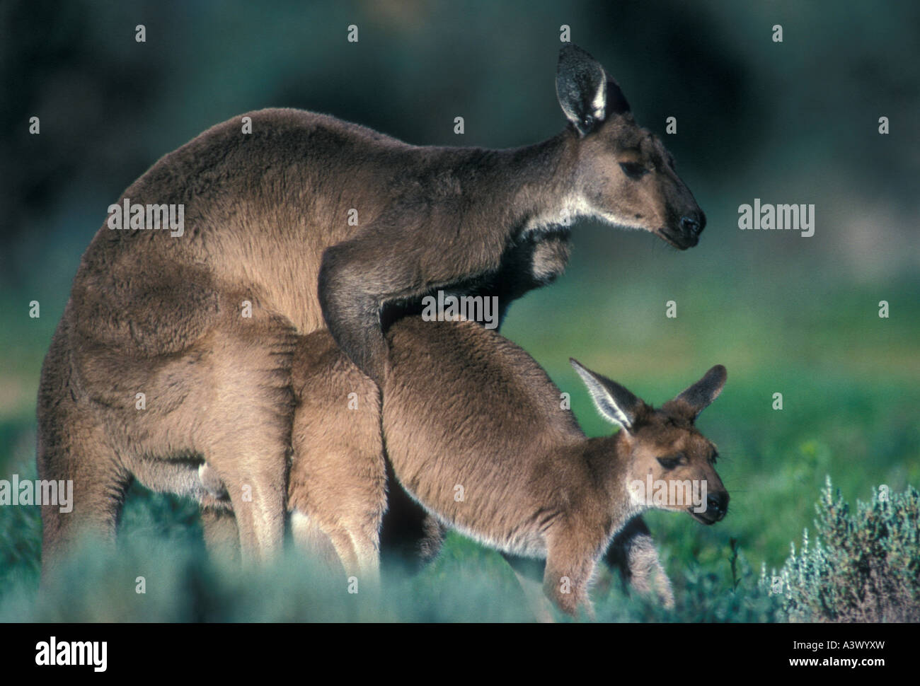Western Grey Kangaroos Macropus fuliginosus Australia Mating Stock Photo -  Alamy
