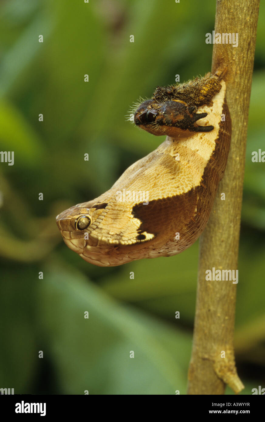 Owl Butterfly Pupa Dynastor darius Costa Rica Tropical dry forest