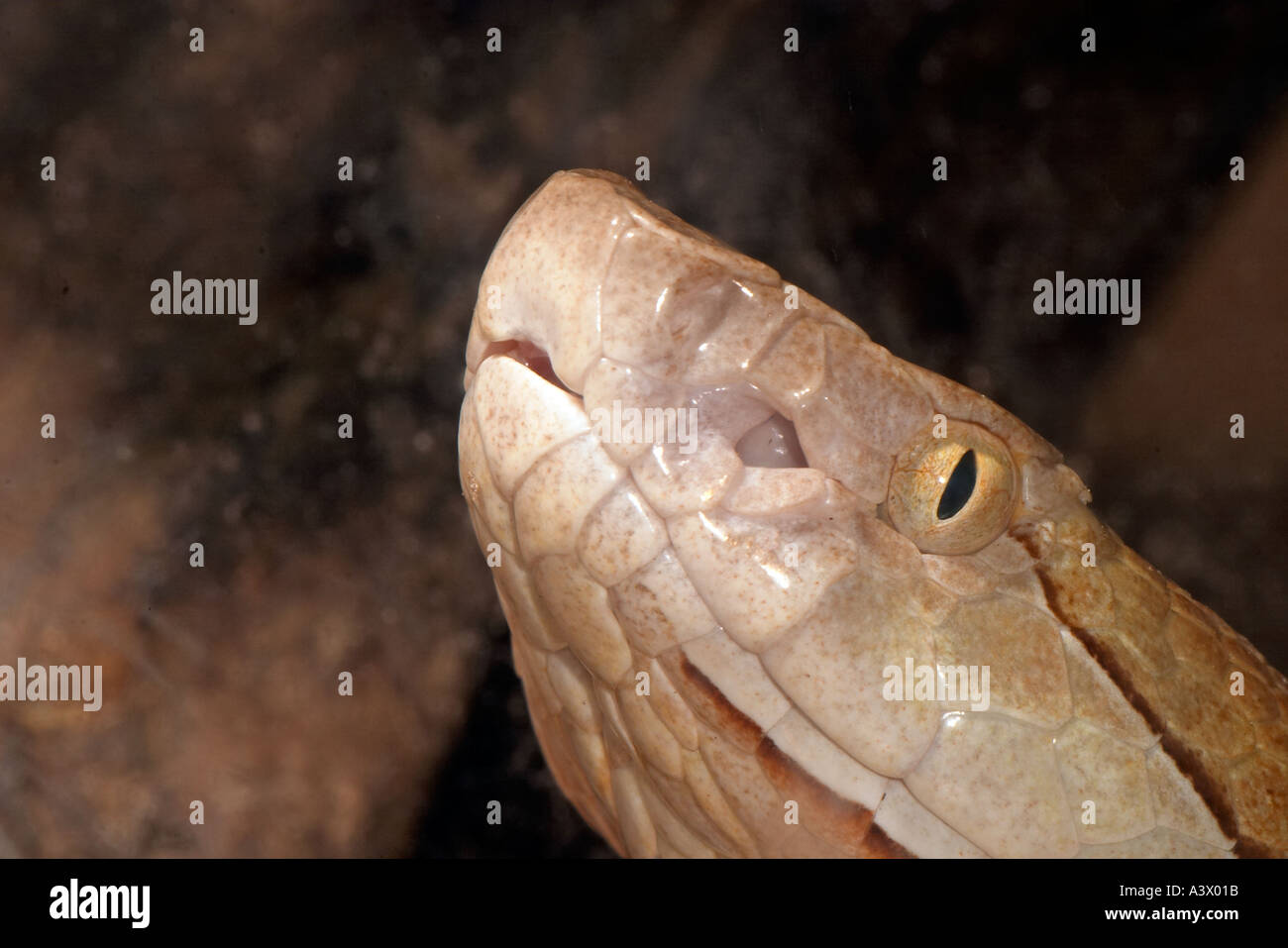 Copperhead snake close up hires stock photography and images Alamy