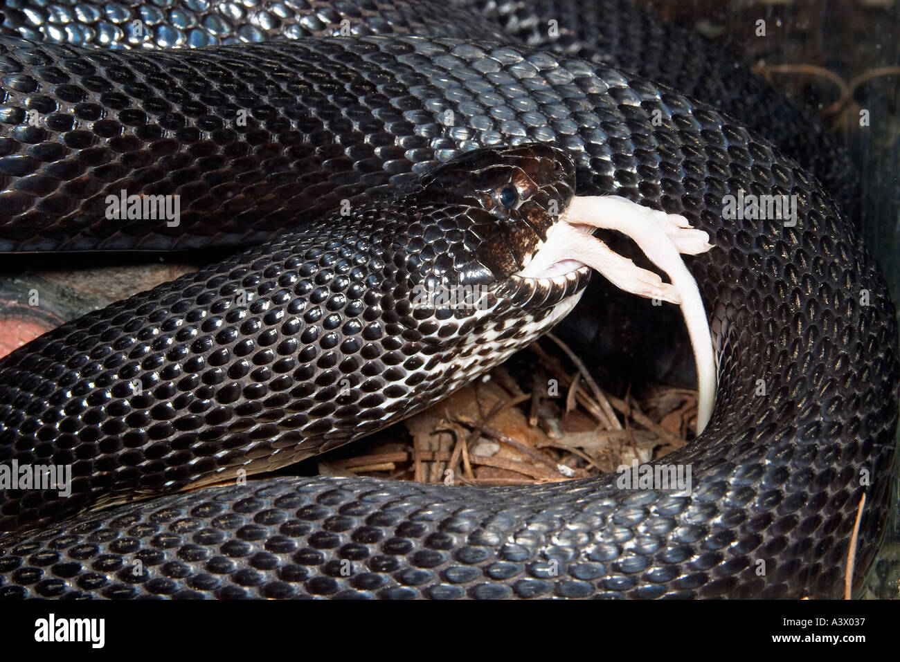 Black Pine Snake Pituophis melanoleucus lodingi eating a mouse Stock Photo