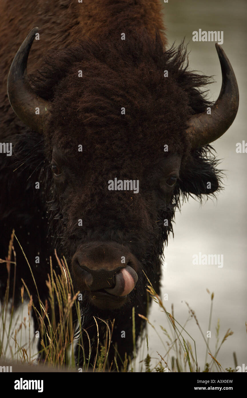 Bison Bison bison Wyoming Male Commonly called buffalo Stock Photo Alamy