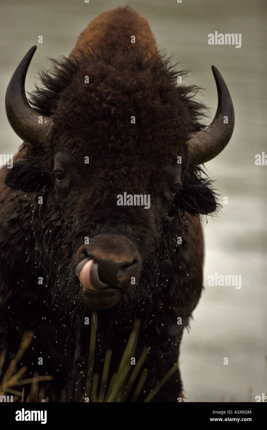 Bison Bison bison Wyoming Male Commonly called buffalo Stock Photo Alamy
