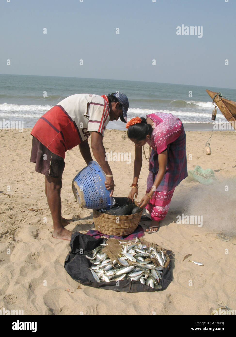 INDIA Couple sorting out fish catch in Agondo beach Goa Photo Julio