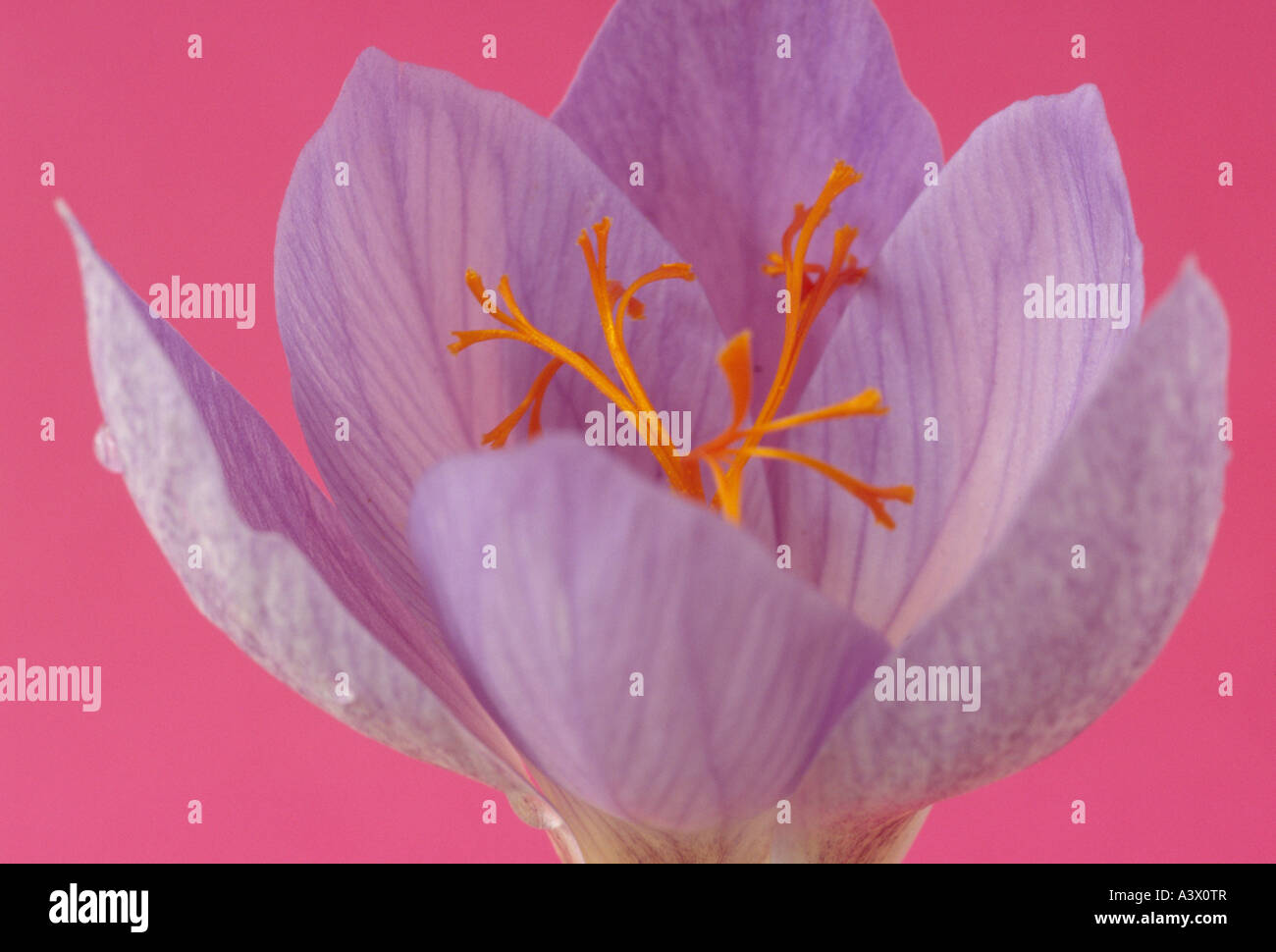 Crocus. Variety not known. Close up of open flower with pink background. Stock Photo