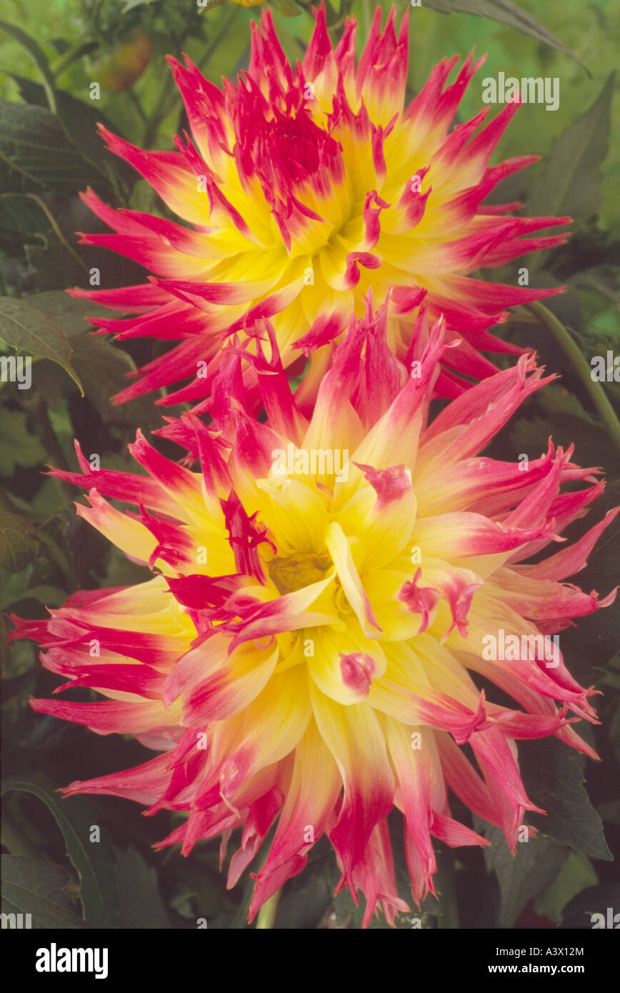 Dahlia 'My Beverley'. Semi-cactus. Medium. Fimbriated.Close up of two red and yellow flower heads. Stock Photo