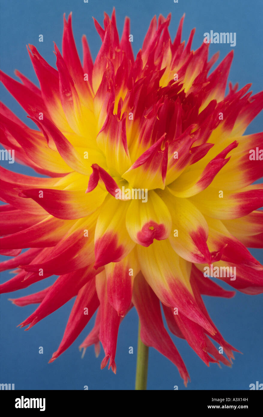 Dahlia 'My Beverley'. Semi-cactus. Medium. Fimbriated.Close up of red and yellow flower head on blue background. Stock Photo