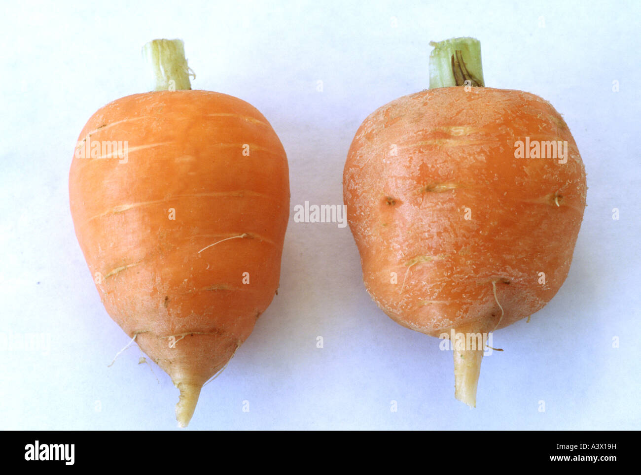 Daucus carota 'Paris Market' (Carrot) Close up of two washed and trimmed stump rooted carrots. Stock Photo