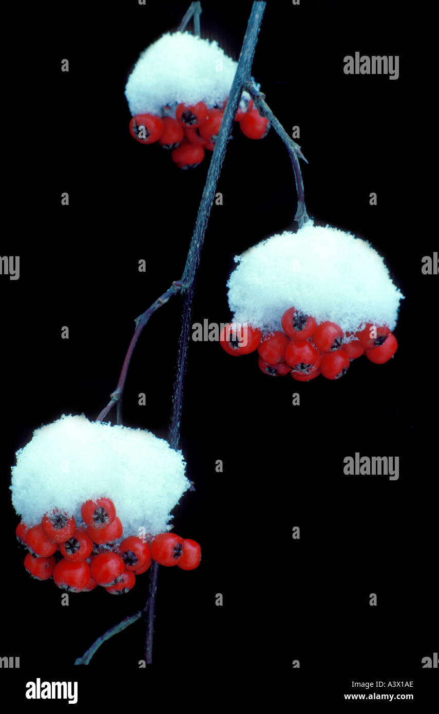 Winter berries snow hi-res stock photography and images - Alamy