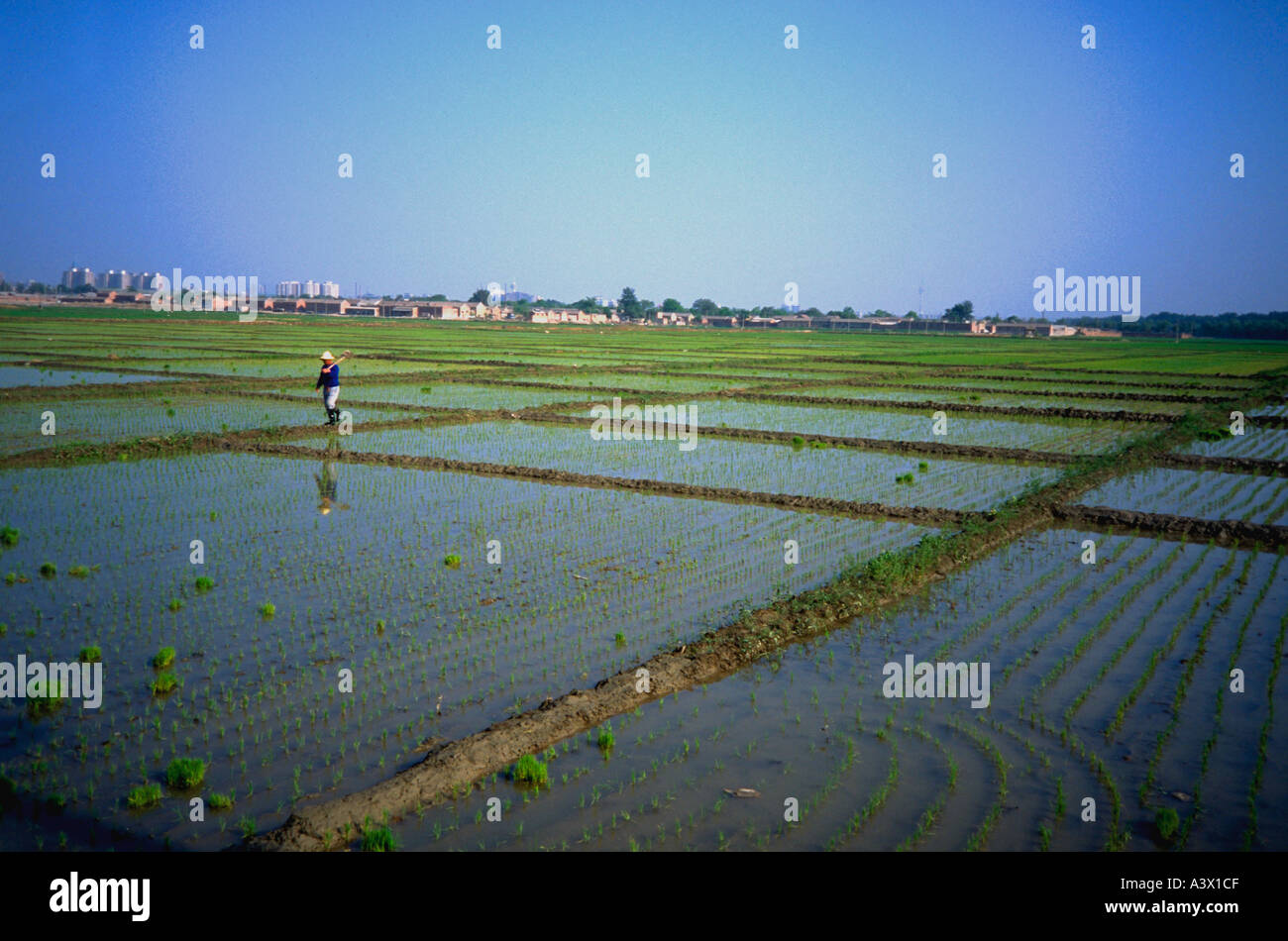 Farming rice patties north of city. Beijing China Stock Photo - Alamy