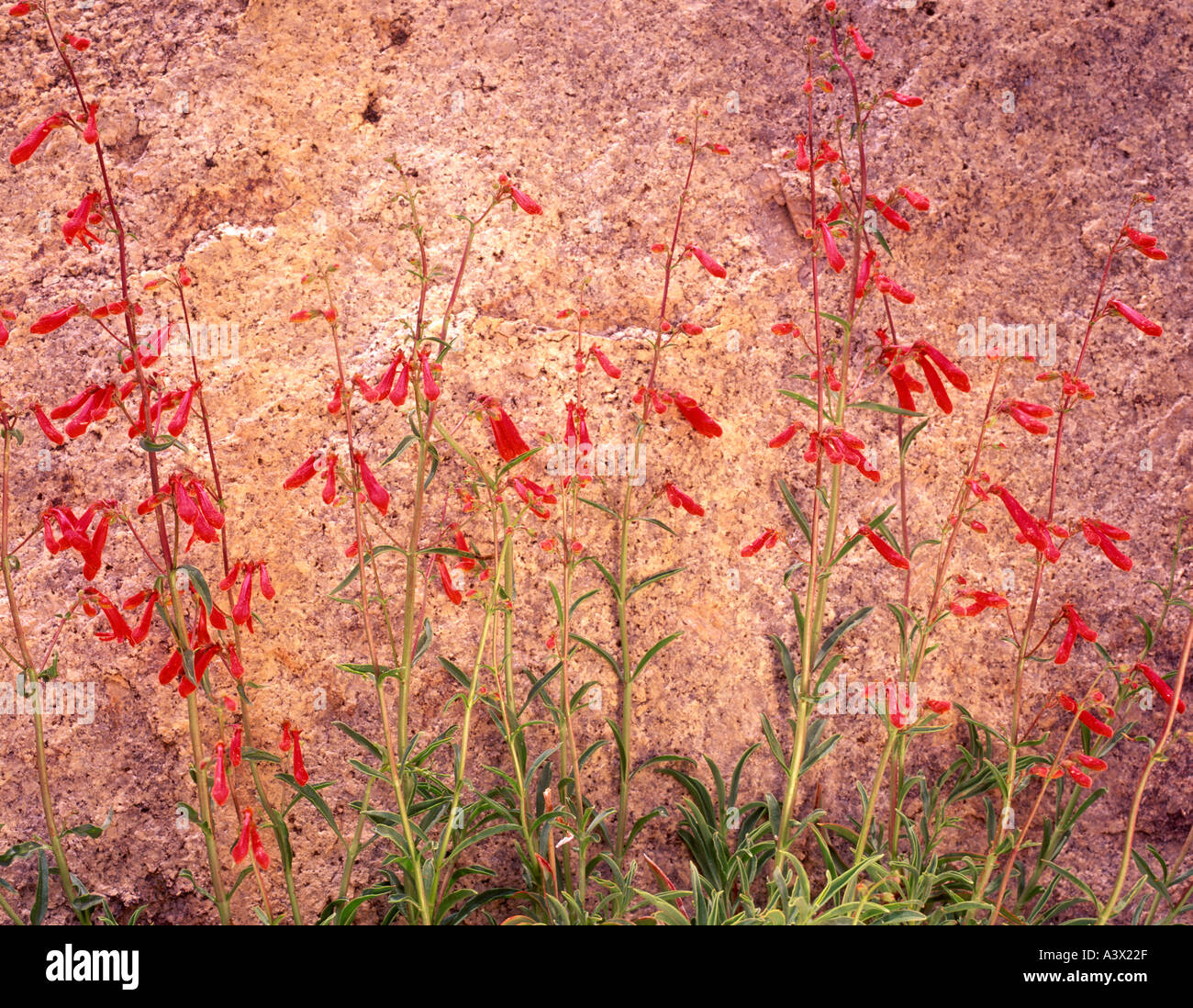 Red rocks penstemon hi-res stock photography and images - Alamy