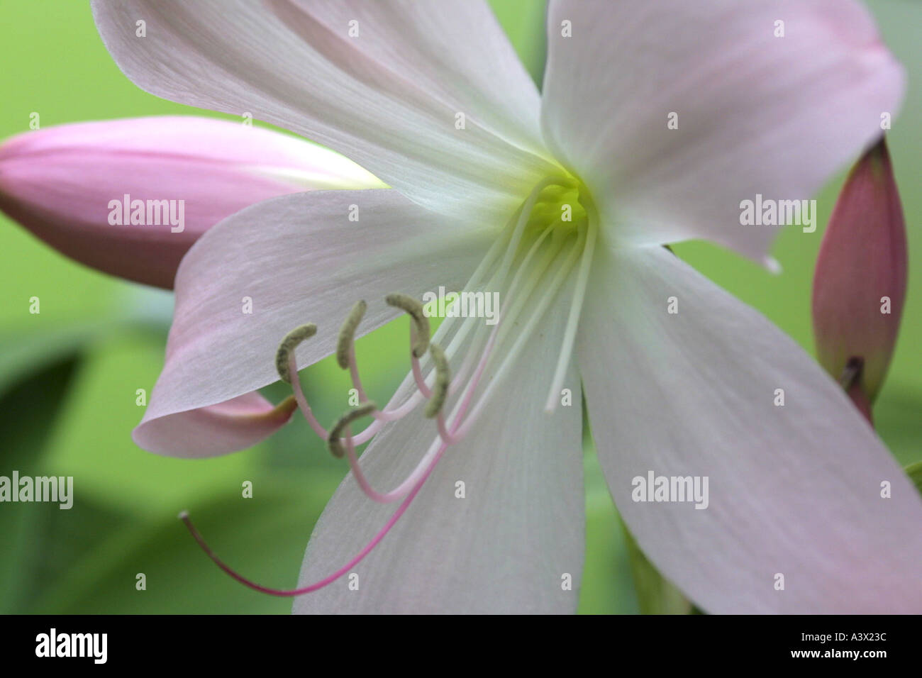Hibiscus flower in bloom Stock Photo - Alamy