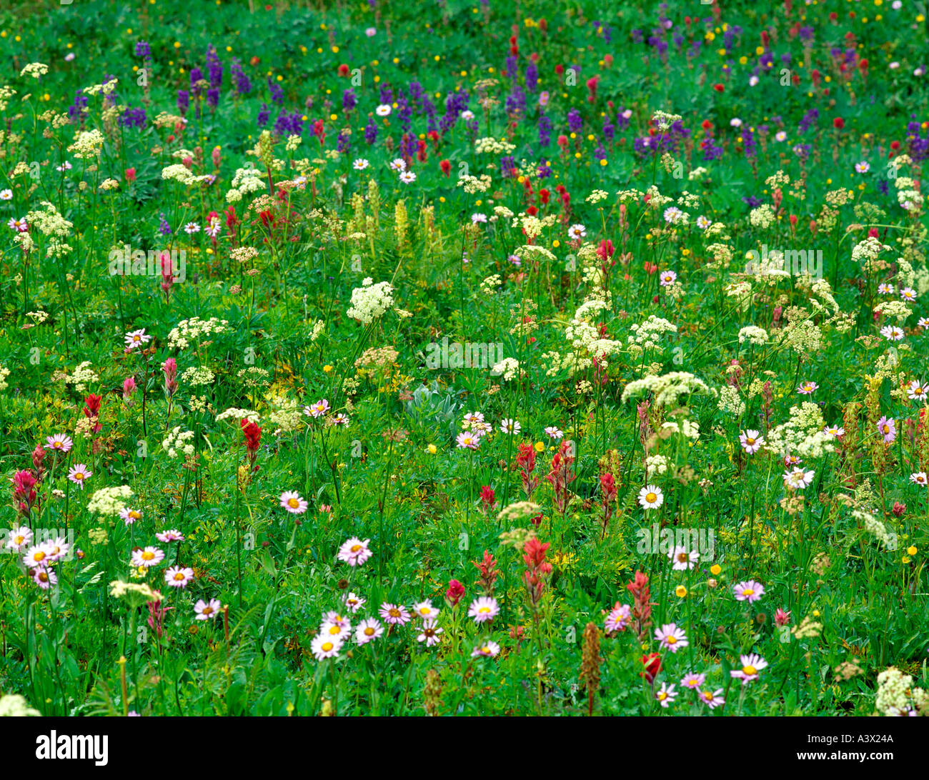 V00249 tif Mixed wildflowers Bird Creek Meadows Washington Stock Photo