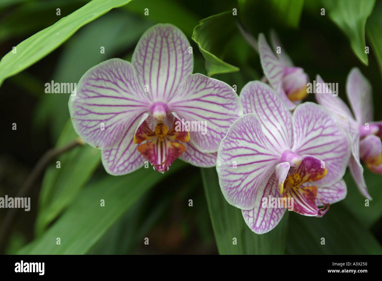 Phalenopsis Orchid Stock Photo