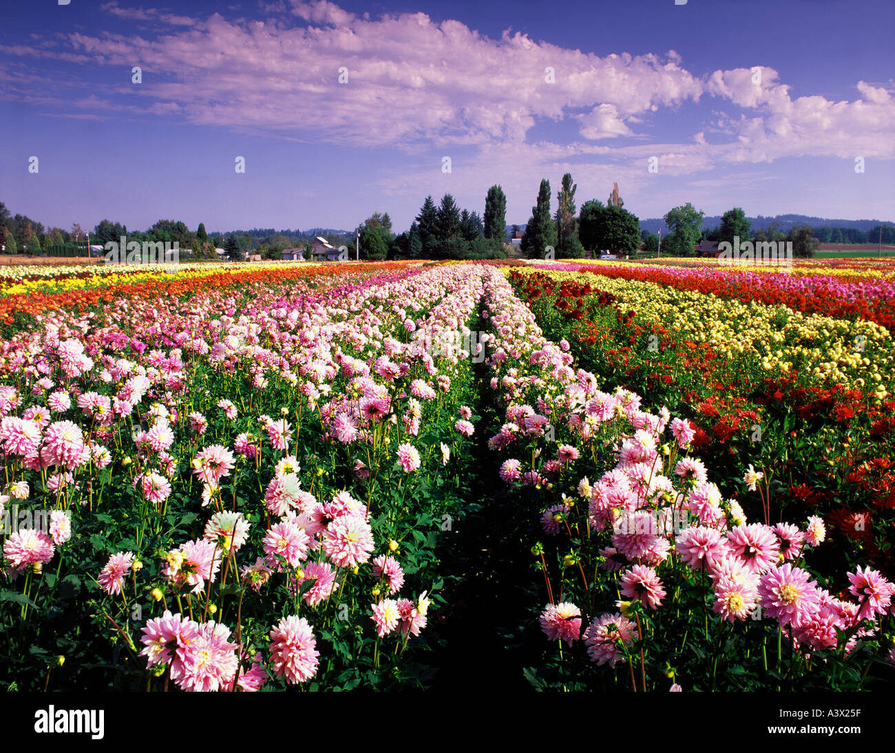 V00271M tiff Dahlia fields Swan Island Dahlia farm Oregon Stock Photo