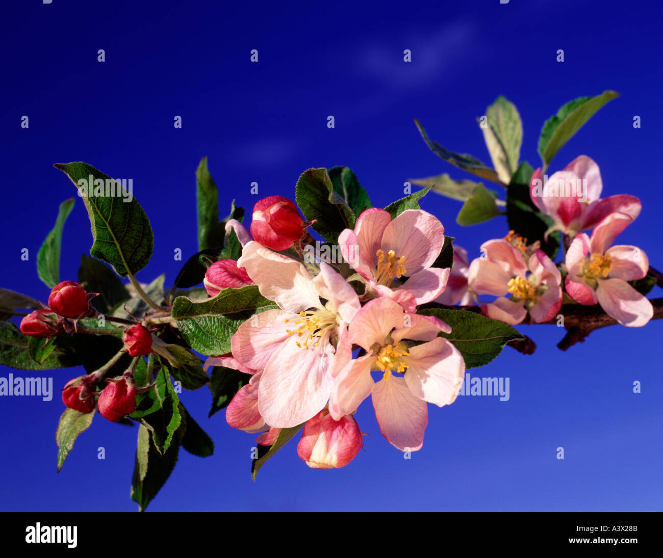 V00331M tif Blossoms from Red Delicious apple tree Near Alpine Oregon Stock Photo