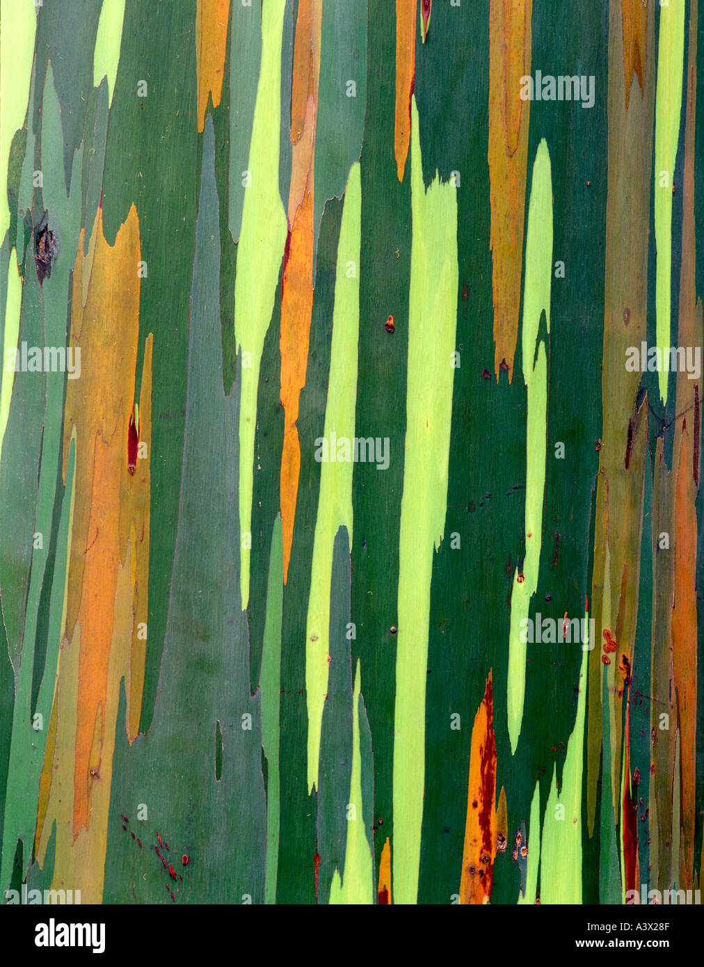 V00332M tif Close up of Painted Eucalyptus bark Maui Hawaii Stock Photo