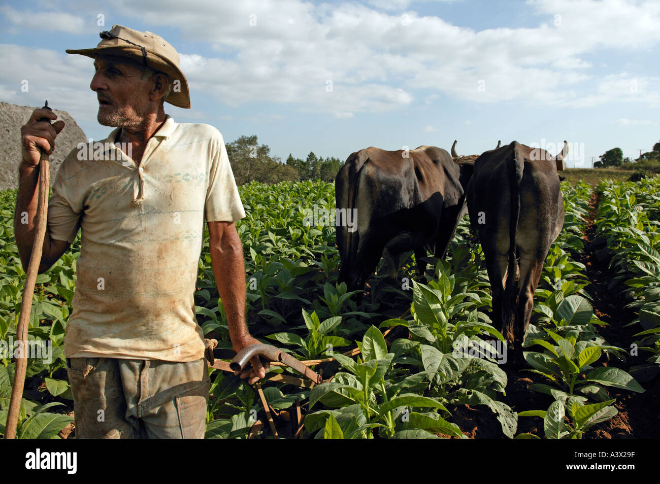 A tobacco farmer and his ox plough his crop, Vinales valley, Pinar del Rio province, Cuba, West Indies. Stock Photo