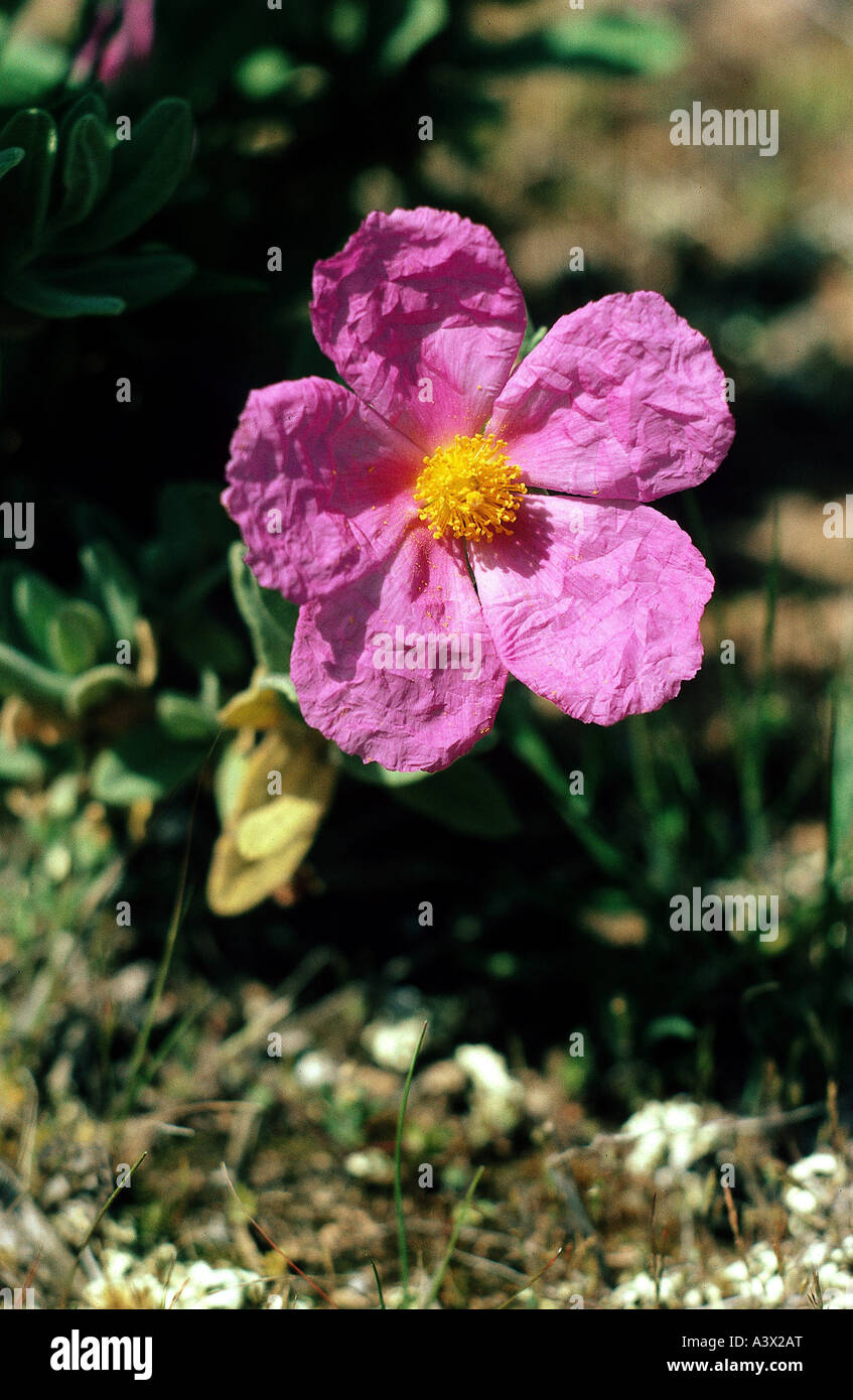 botany, Cistus, Cistus villosus, blossom, Dilleniidae, Cistaceae, Violales, pink blooming, Cistus incanus, Malcales, Stock Photo