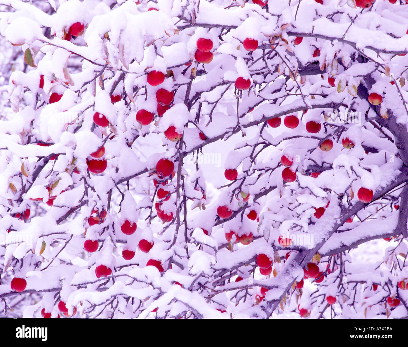 V00373M tif Red apples with snow Summer Lake Oregon Stock Photo