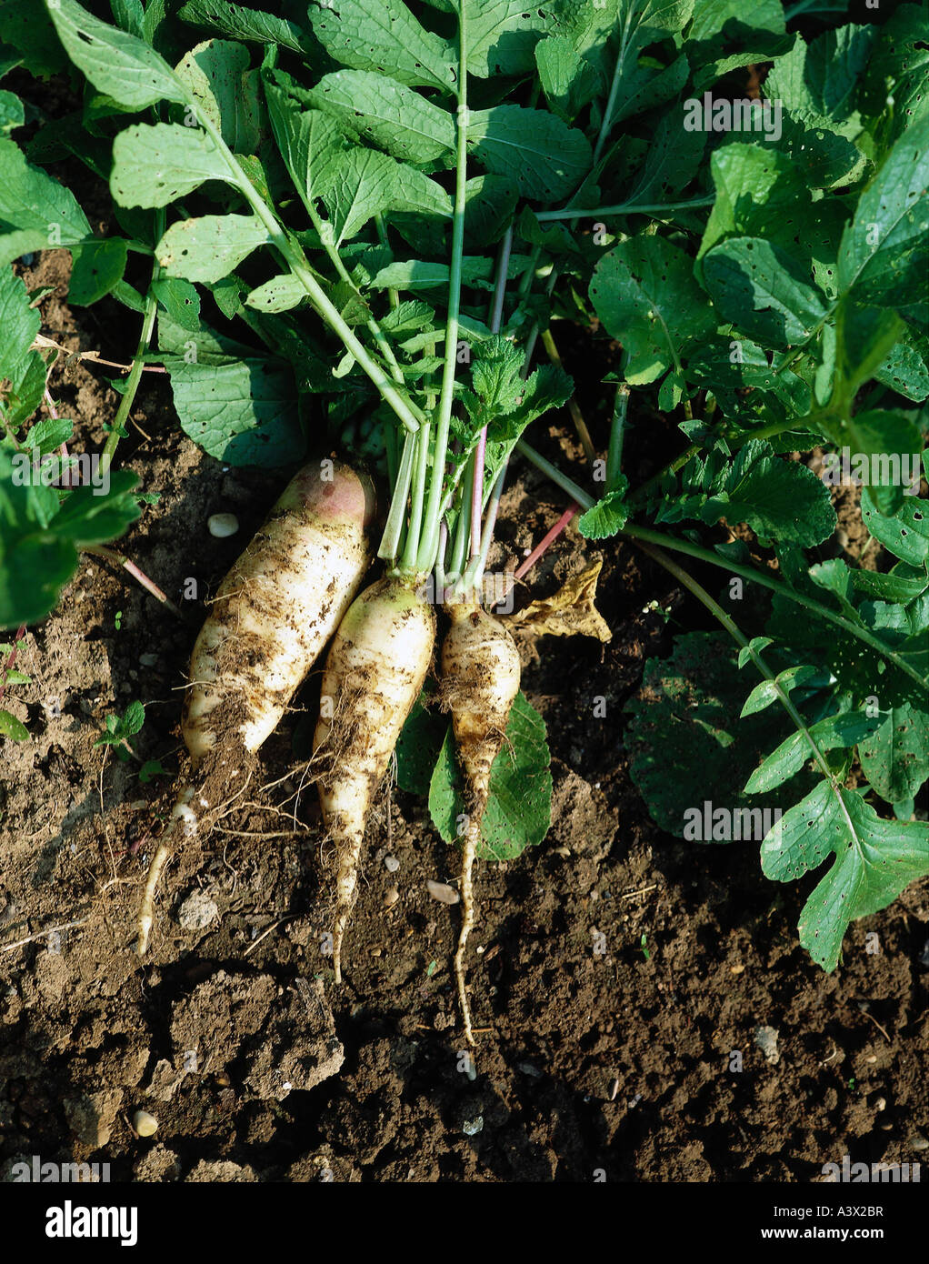 botany, radish, (Raphanus), Black Radish, (Raphanus niger), plant, root, vegetable, white, Cruciferae, Brassicaceae, Brassicales Stock Photo