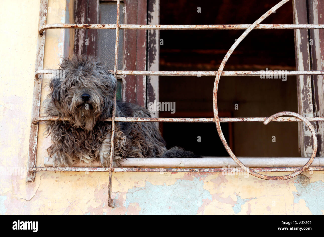 A dog leans through the bars of a window from a home in Santiago de Cuba in Cuba West Indies Stock Photo