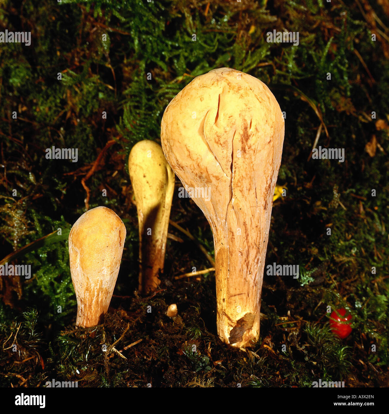 botany, fungi, Clavariadelphus, Giant Club, (Clavariadelphus pistillaris), mushrooms on woodground, uneatable, mushroom, inedibl Stock Photo