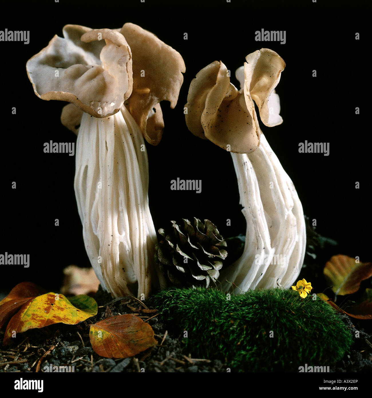 botany, fungi, Helvellaceae, (Helvella), White Saddle, (Helvella crispa), two mushrooms on moss, fir cones, eatable, mushroom, P Stock Photo