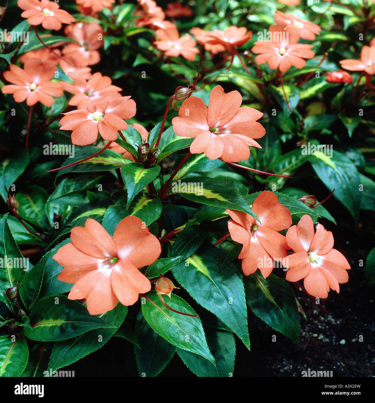'botany, Impatiens, (Impatiens), Busy Lizzie, (Impatiens walleriana), blossoms, cultivar, 'Sunfire', orange, blooming, floweri Stock Photo