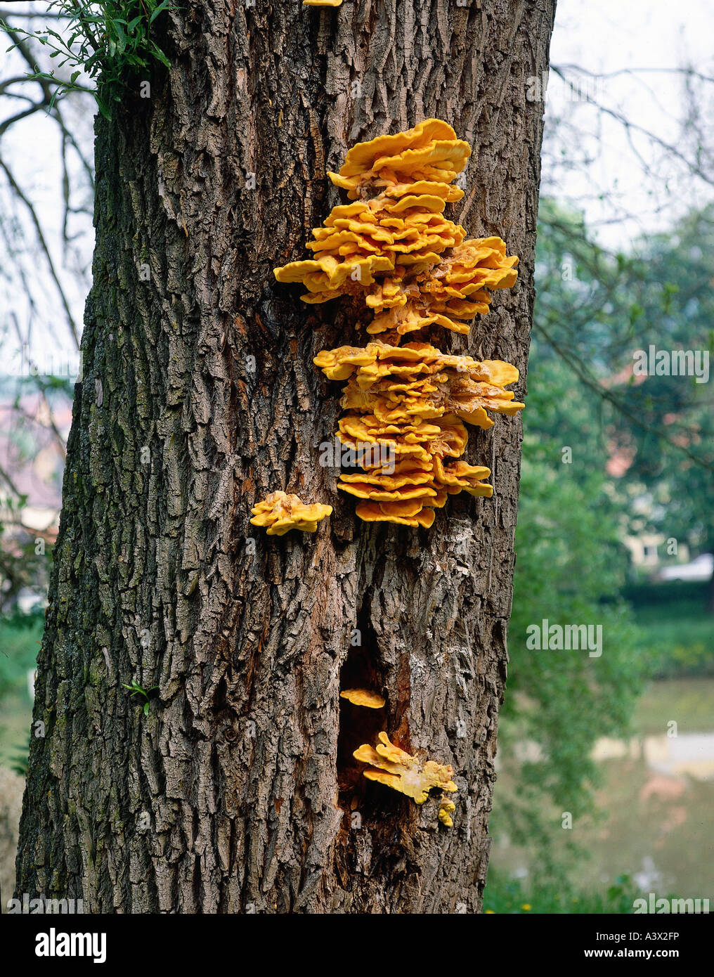 botany, fungi, Polyporales, (Polyporus), Chicken of the Woods, (Laetiporus sulphureus), mushroom at tree trunk, young eatable, m Stock Photo